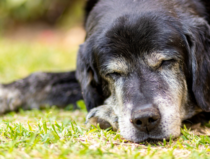 Portland Elderly Dog Care